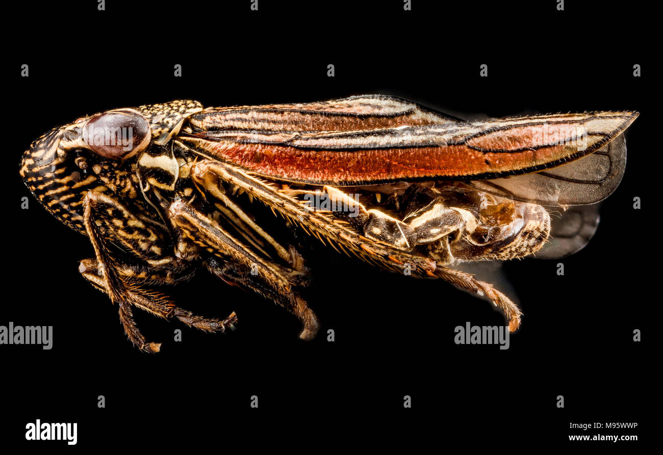 Cuerna species, Leafhopper 2, U, side 2, Fossil Butte, Wyoming Stock ...
