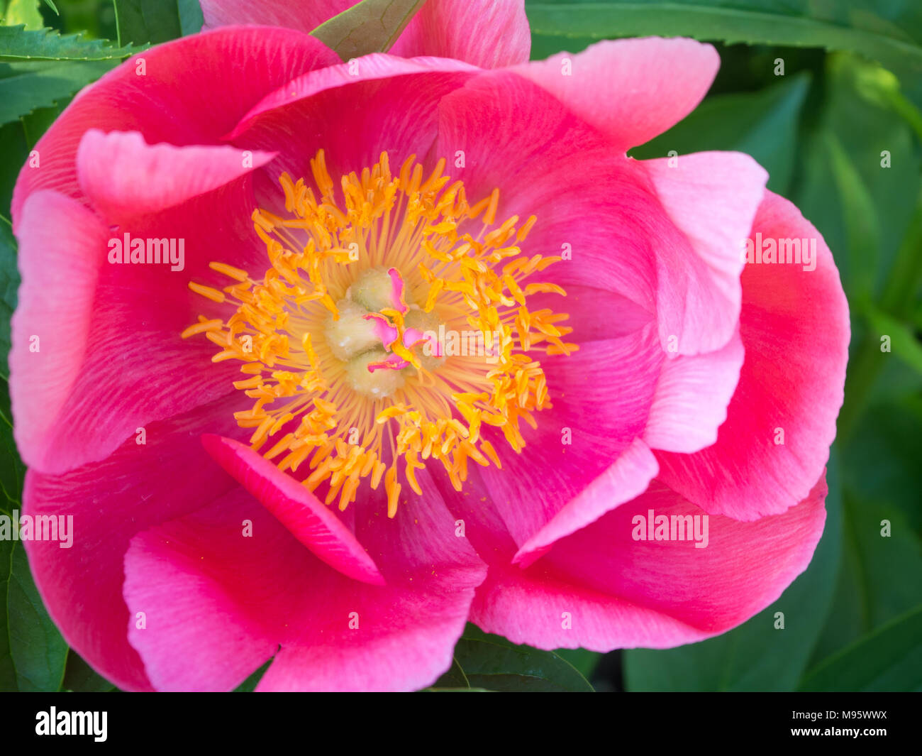 Pink Peony flower in the Brooklyn Botanical Garden blooming Stock Photo ...