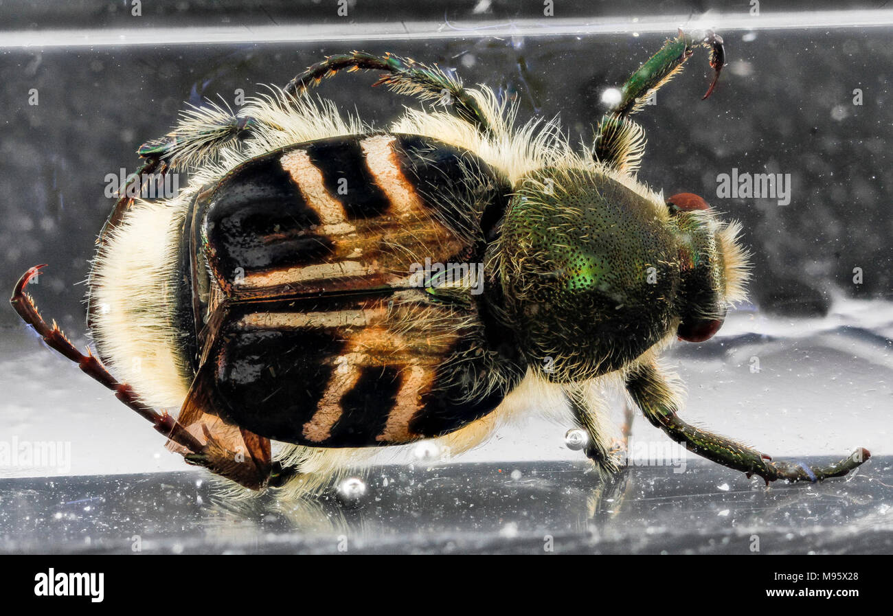 Beetle, FOBU, com, 10698 Stock Photo