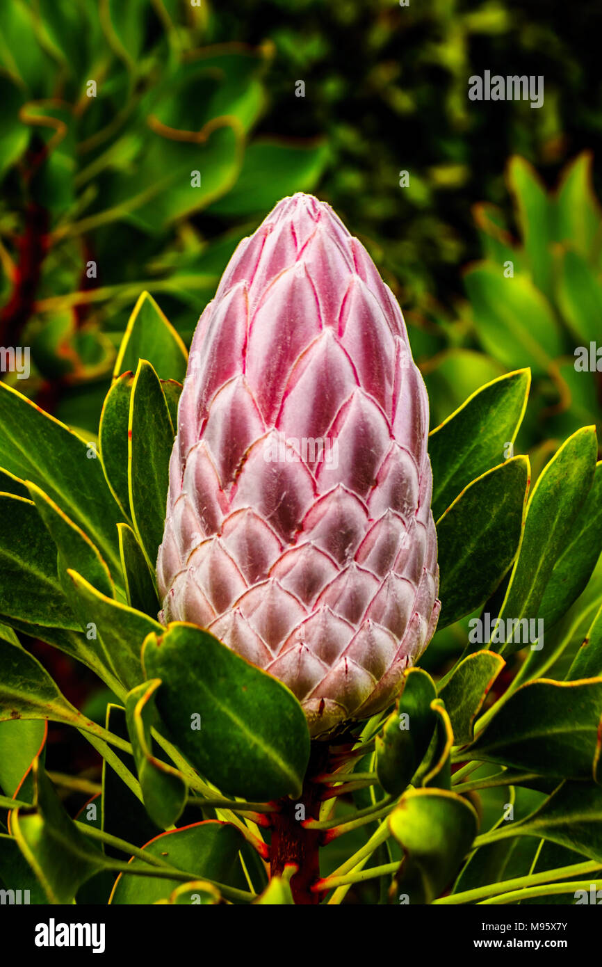 Close Up of Protea Flowers in full bloom along the Franschhoek Pass in the Western Cape province of South Africa Stock Photo