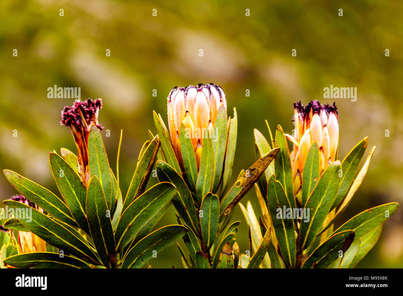 Close Up of Protea Flowers in full bloom along the Franschhoek Pass in the Western Cape province of South Africa Stock Photo