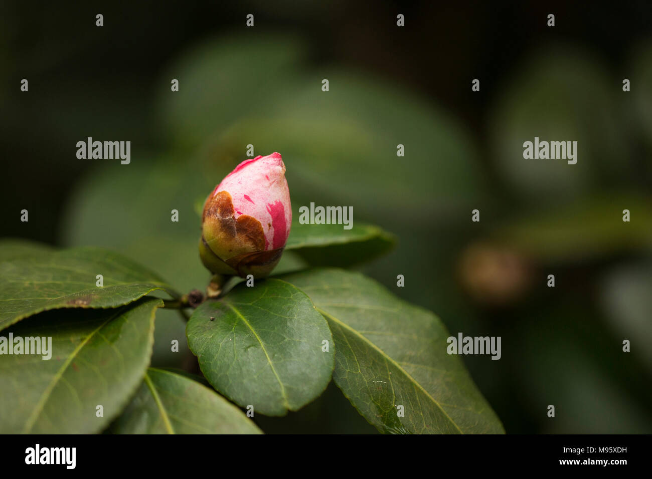 Candy striped camellia (camellia japonica) growing on a bush in Atlanta Stock Photo