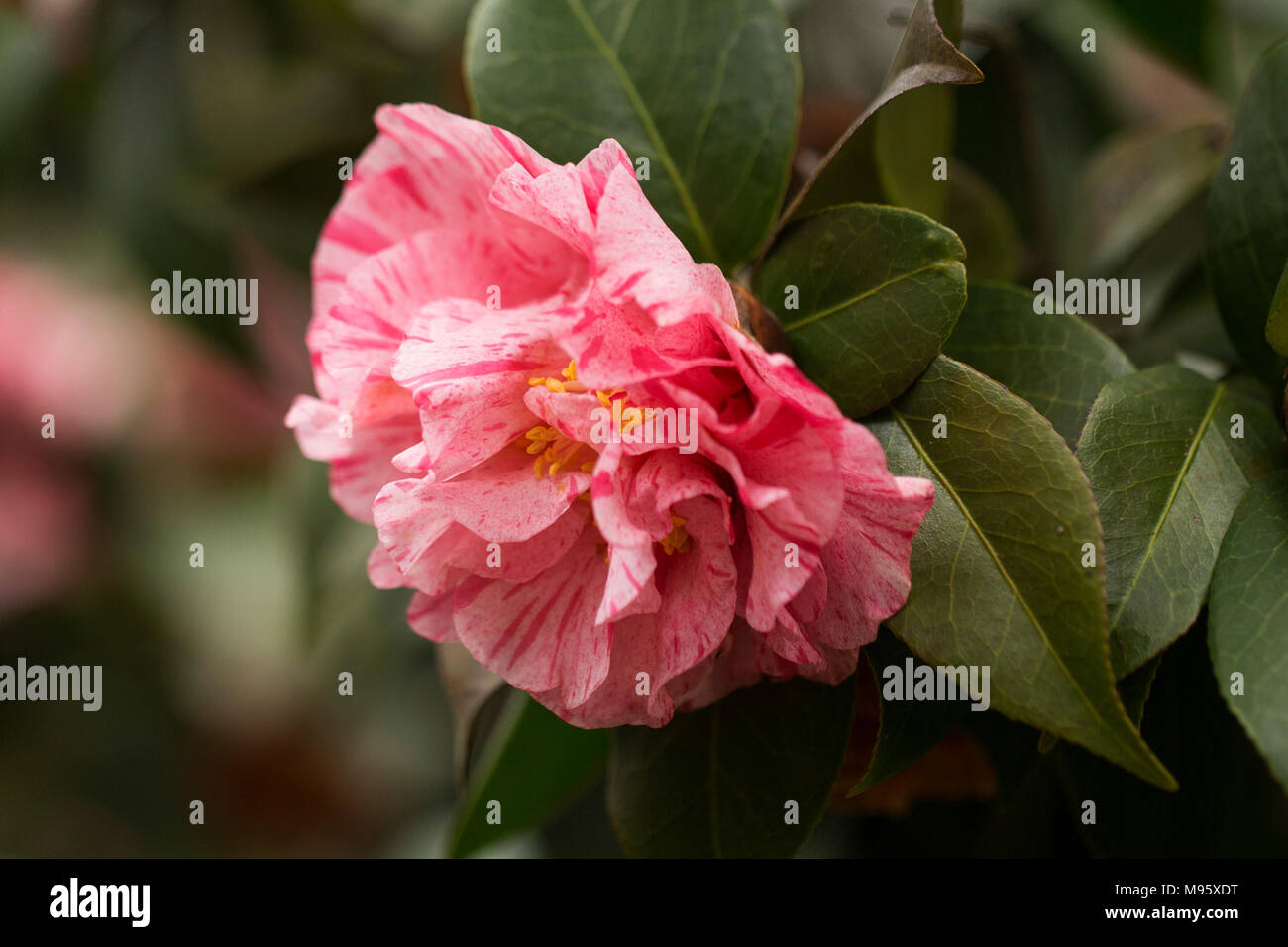 Candy striped camellia (camellia japonica) growing on a bush in Atlanta Stock Photo