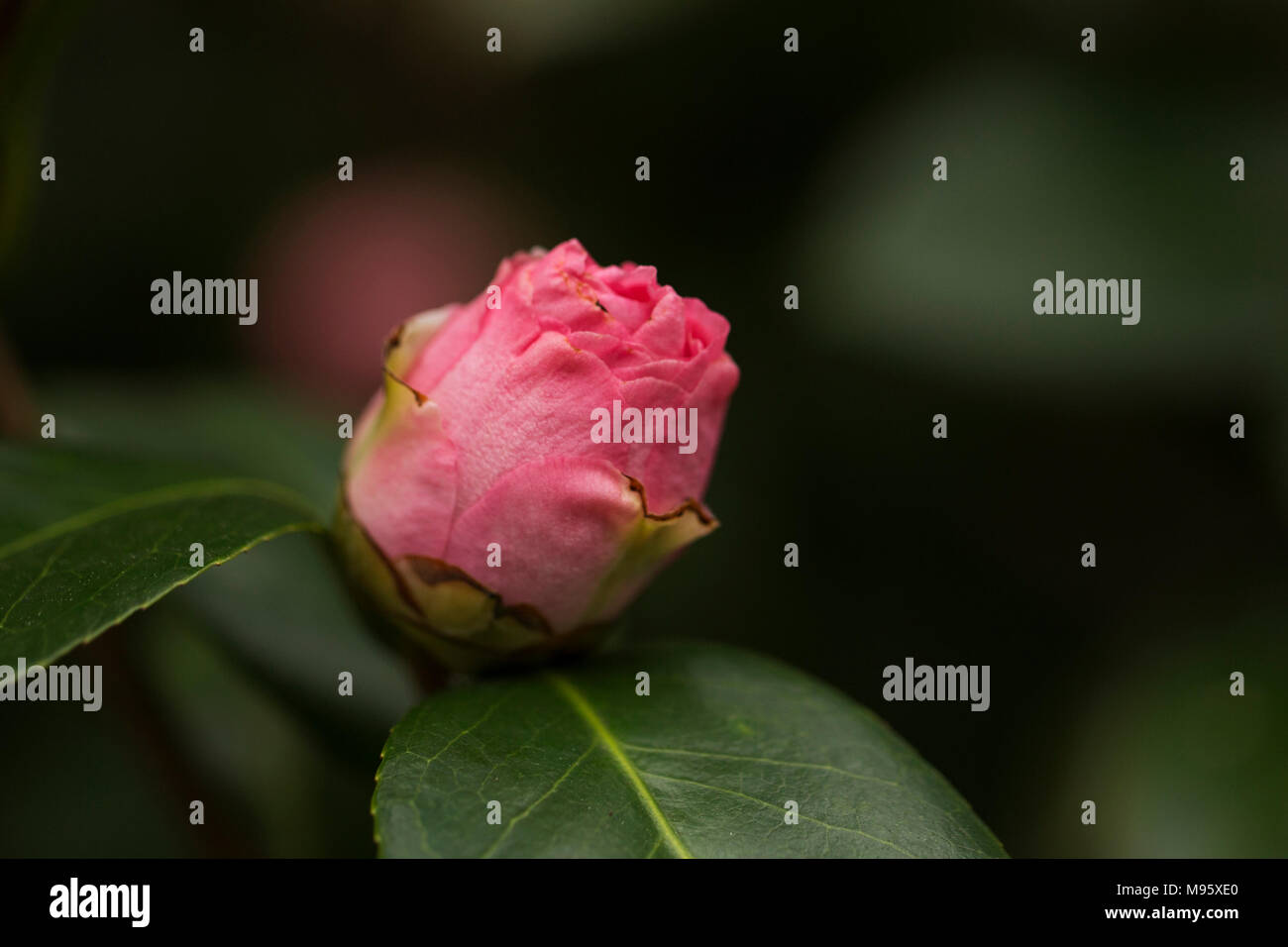 A pink camellia bud (camellia japonica) growing on a bush in Atlanta. Stock Photo