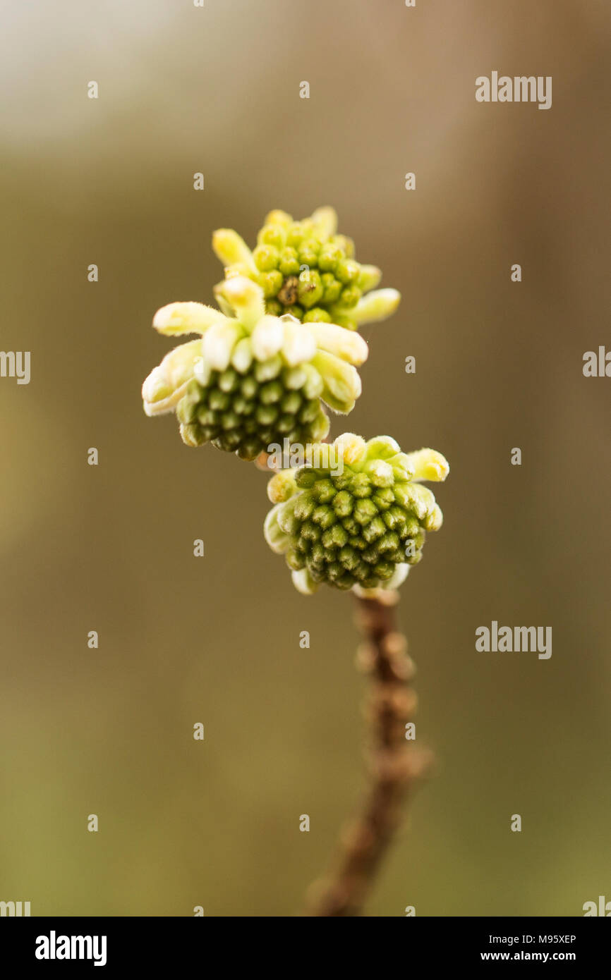 Edgeworthia chrysantha, or paperbush Stock Photo