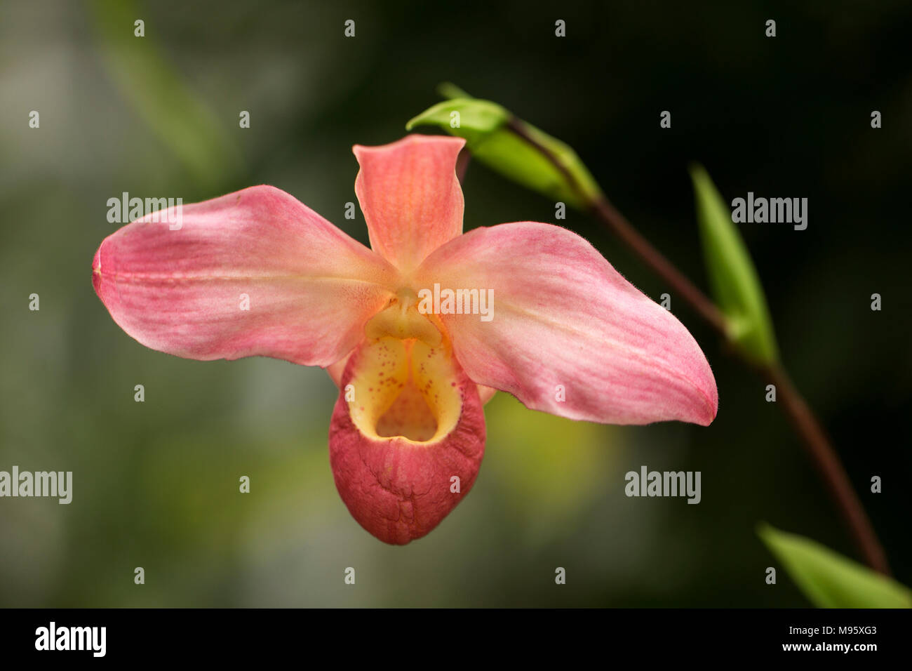 Paphiopedilum (Asian slipper orchid) Stock Photo