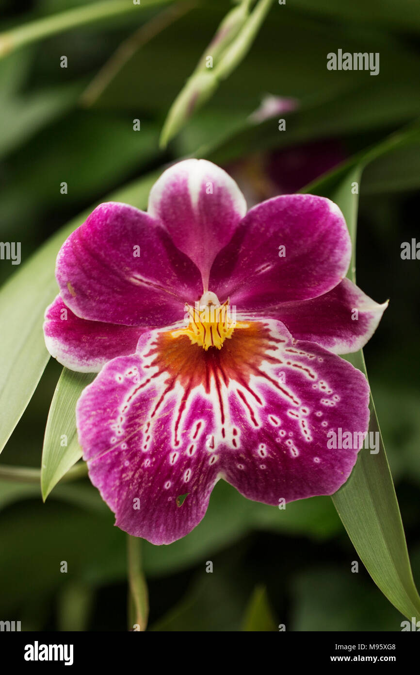 Miltonia orchid, also known as pansy orchid. Stock Photo