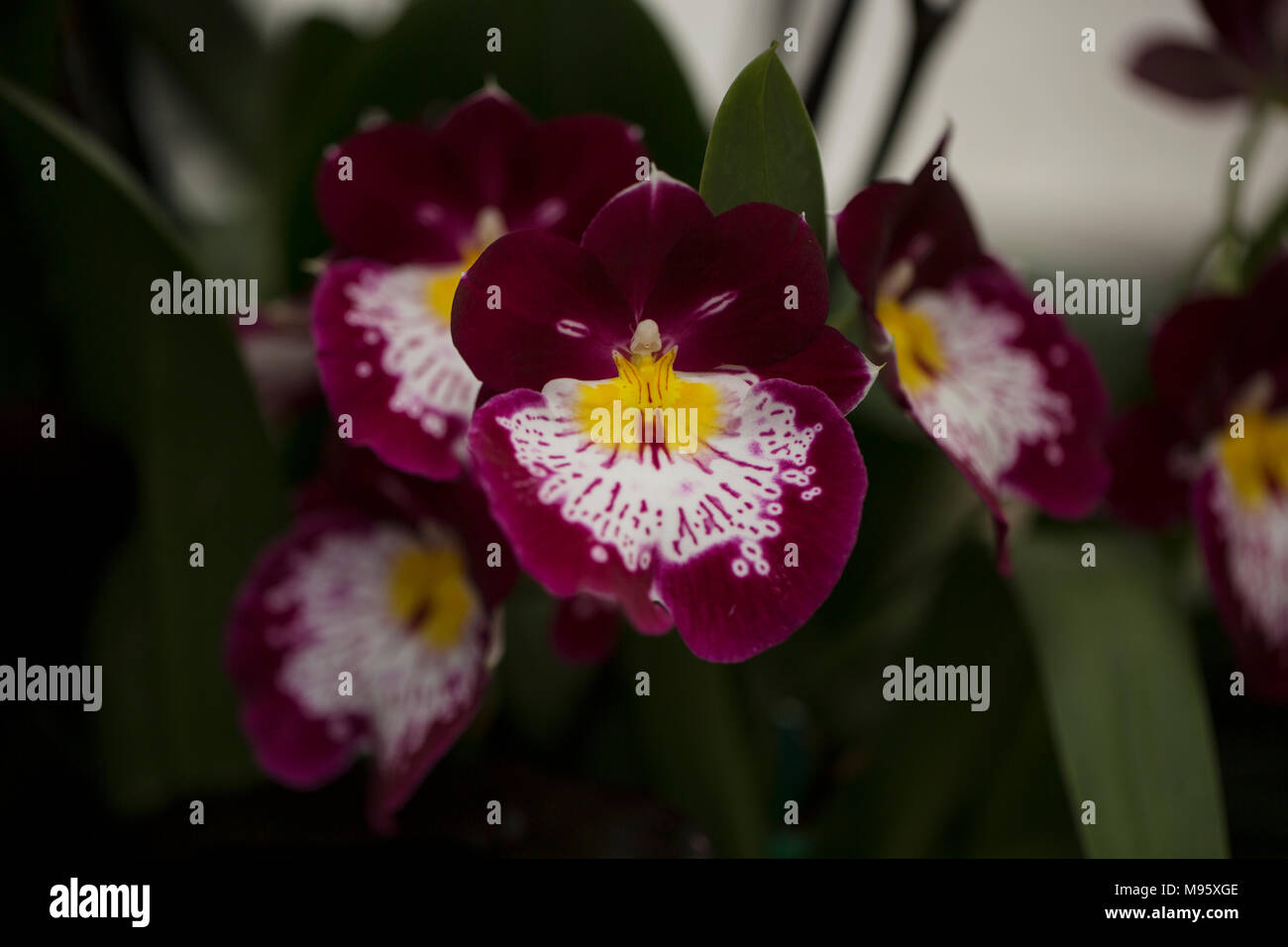 Miltonia orchid, also known as pansy orchid. Stock Photo