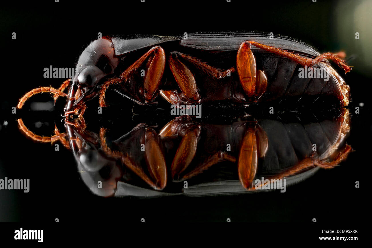 Beetle on glass Stock Photo