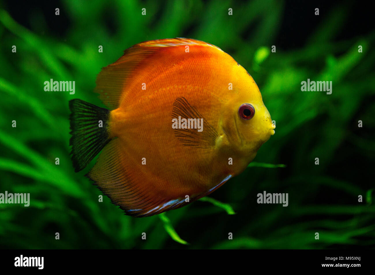 An orange and yellow discus (Symphysodon) or pompadour fish, native to the Amazon River. Stock Photo