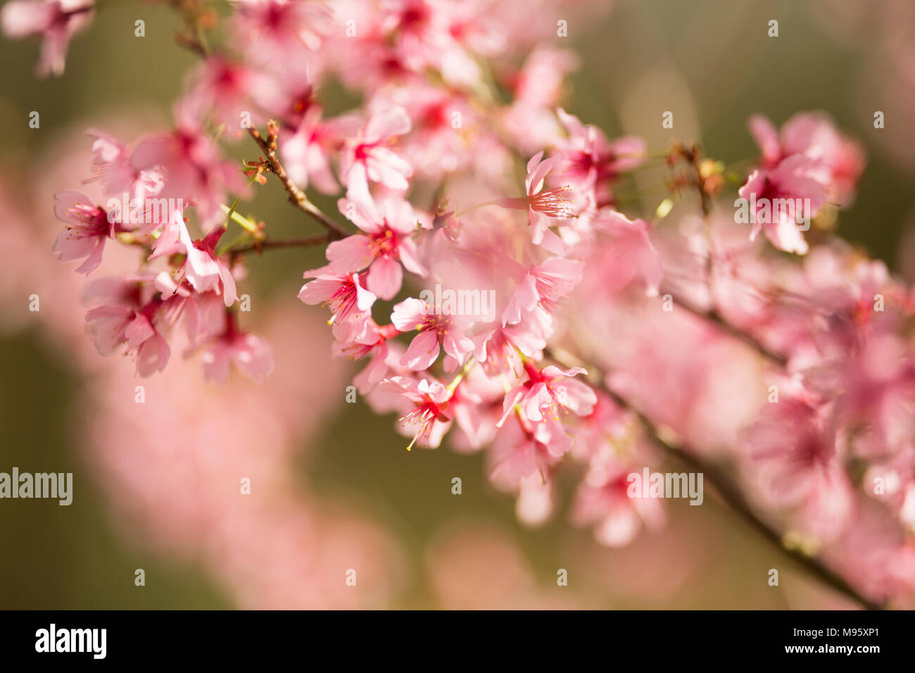 Cherry trees (Prunus sargentii) blooming in the spring in Atlanta, Georgia. Stock Photo