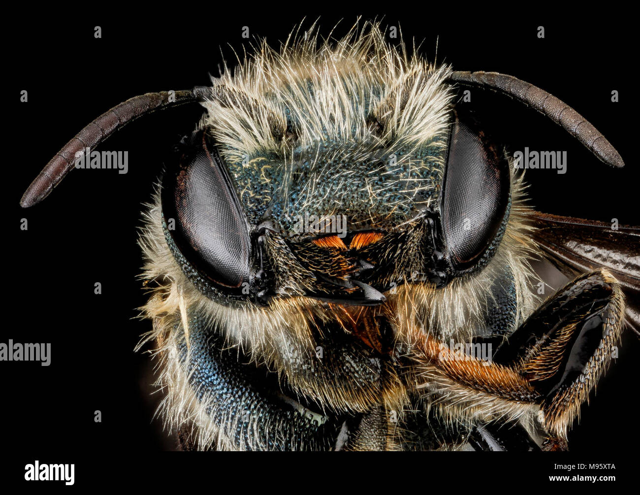 Osmia sandersoneae, F, face, Tennessee, Blount County Stock Photo