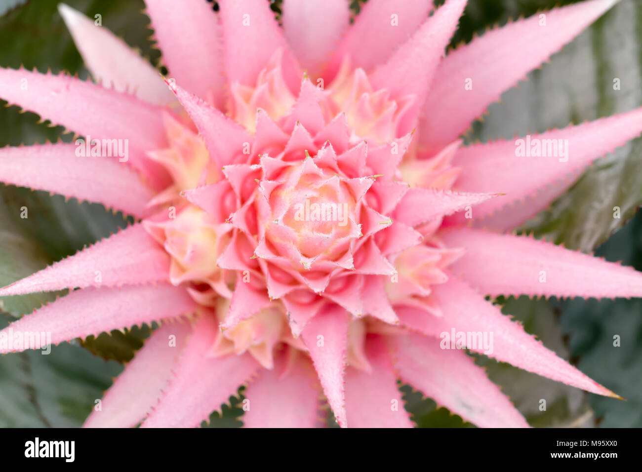Top of Aechmea fasciata flower Stock Photo