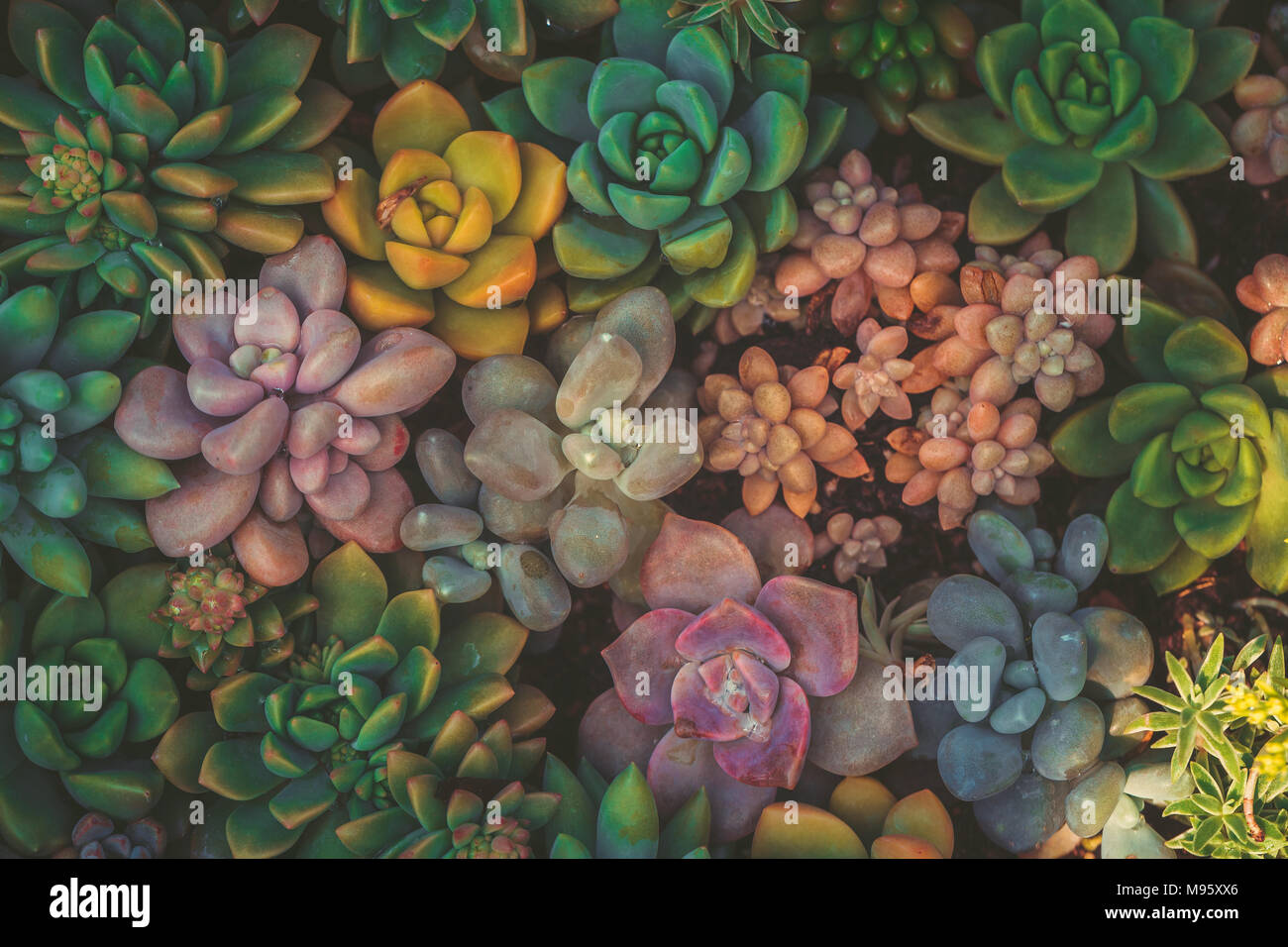 A group of succulent plants with green color Stock Photo - Alamy