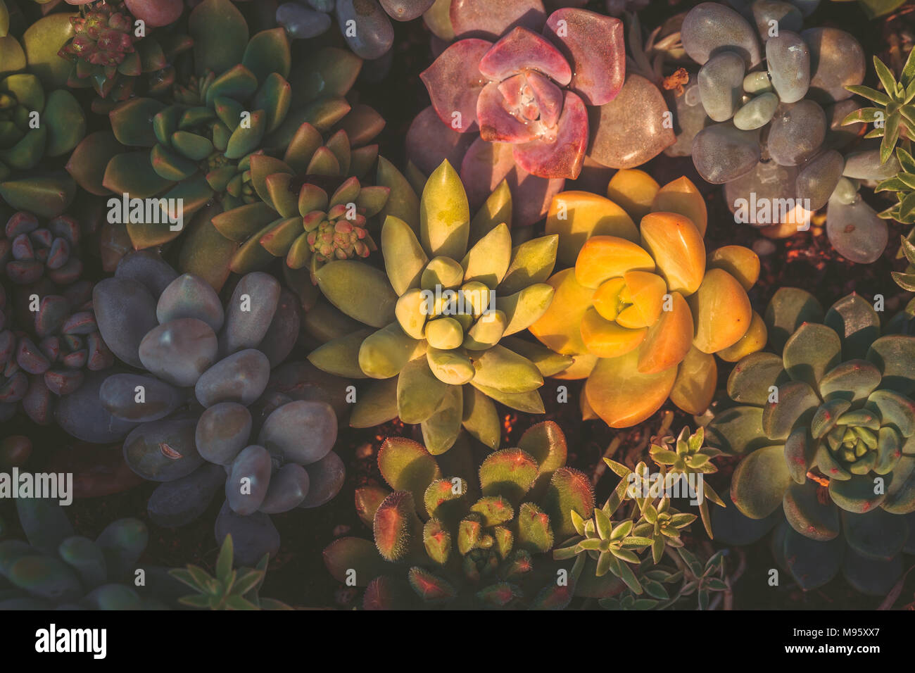 A group of succulent plants with green color Stock Photo - Alamy