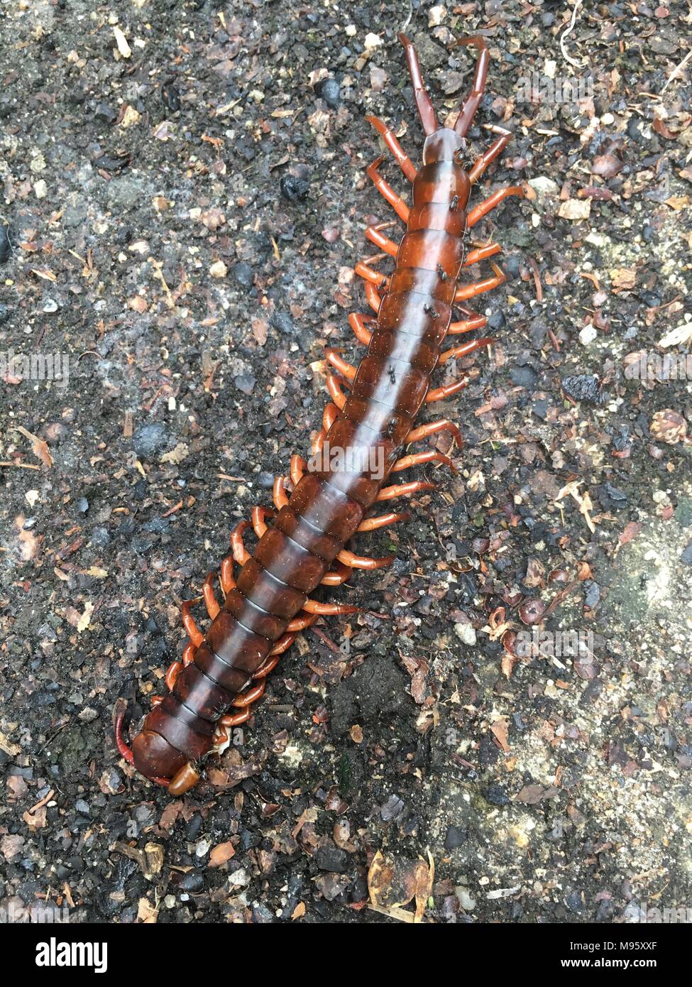 It's  centipede insect top view that walks on the ground Stock Photo