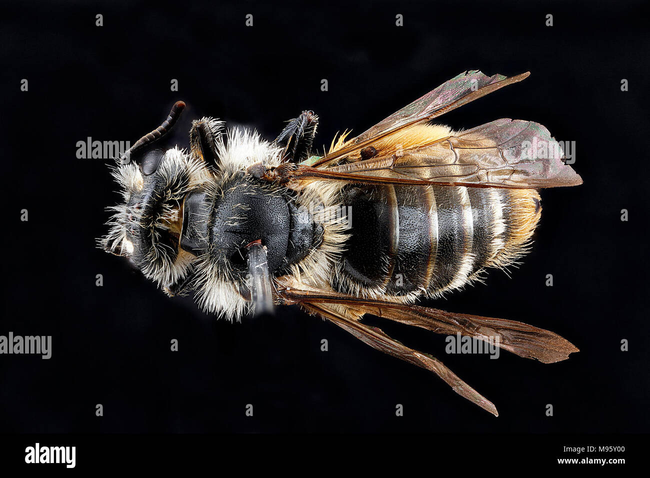 Andrena-gardineri,-female,-back Stock Photo