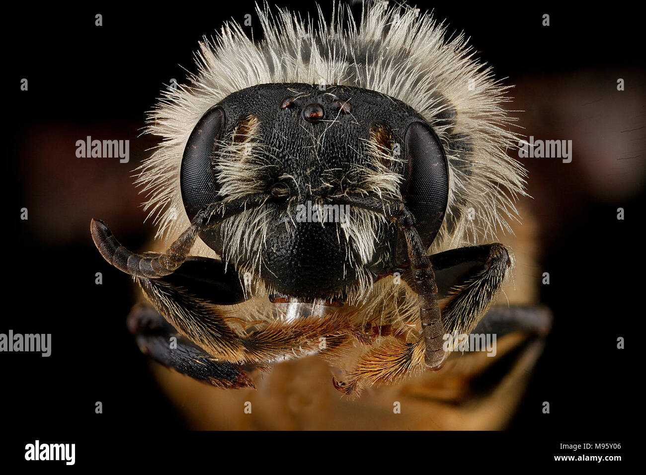Andrena-gardineri,-female,-face Stock Photo