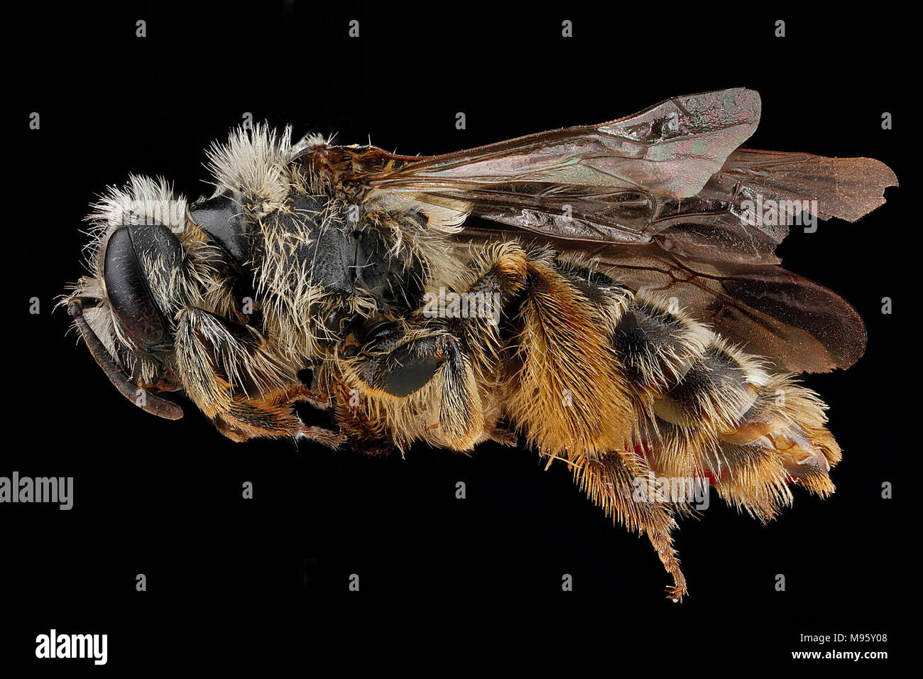 Andrena-gardineri,-female,-side Stock Photo