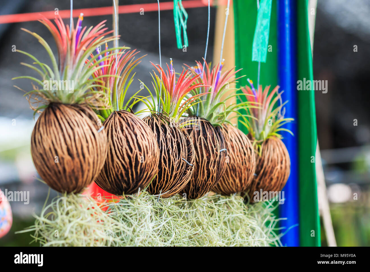 Spanish moss with Coconut Shell