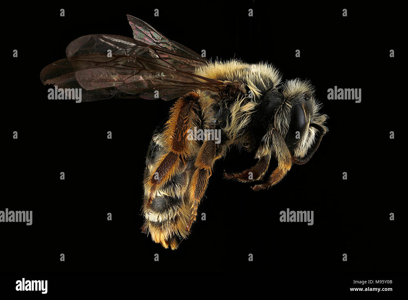 Andrena-gardineri,-female,-side Stock Photo