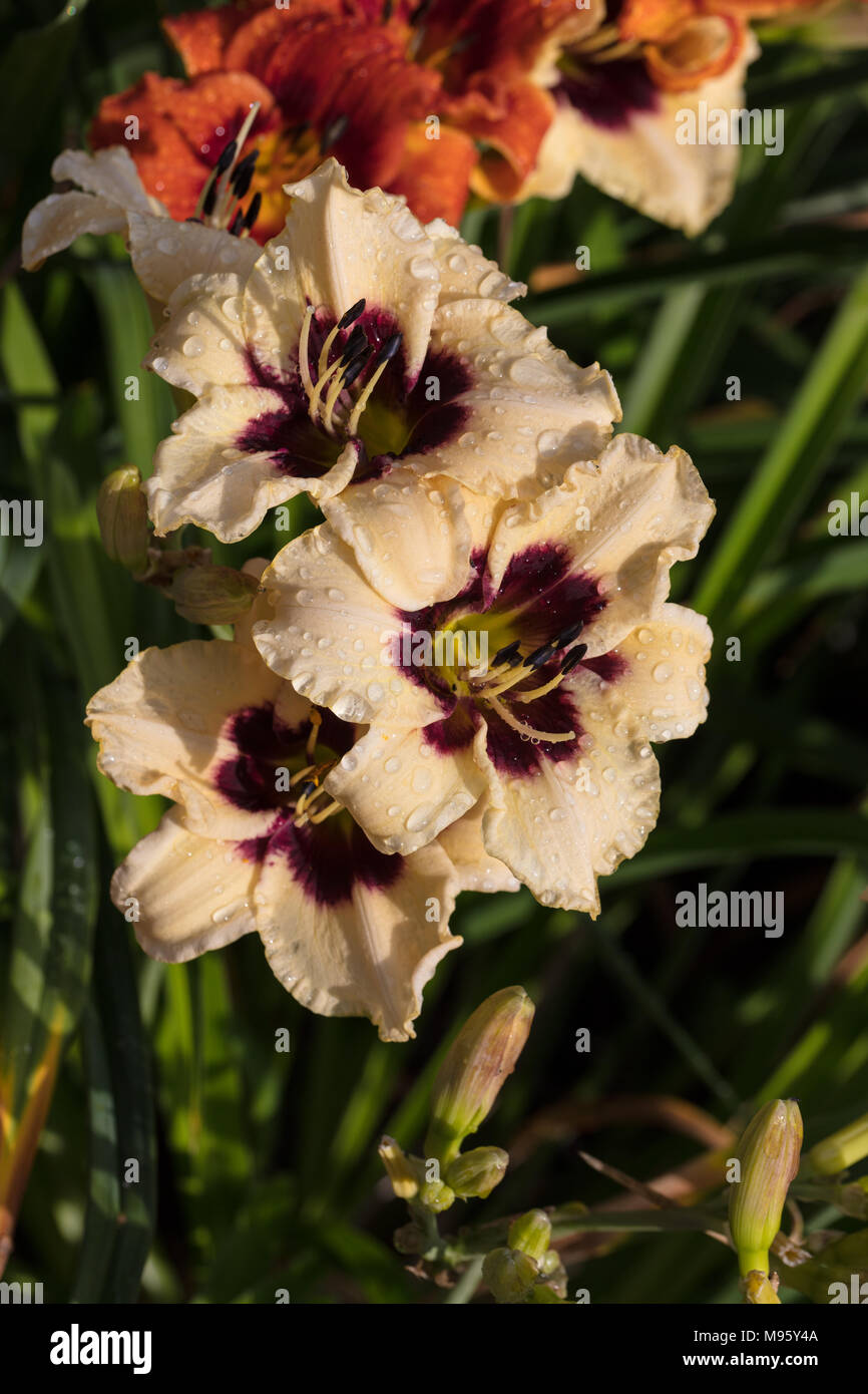 'Piano Man' Daylily, Daglilja (Hemerocallis) Stock Photo