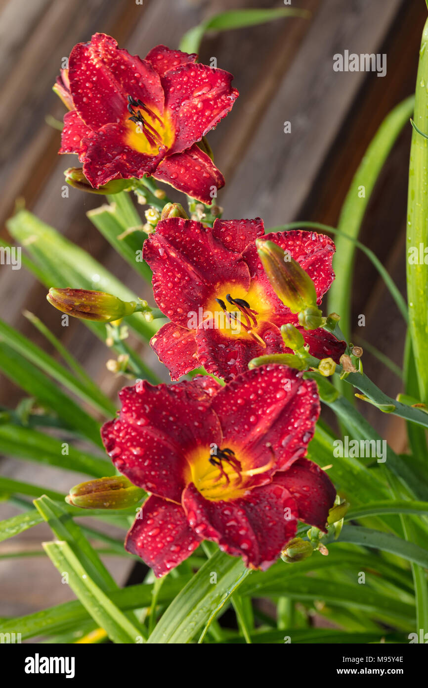 ‘Highland Lord’ Daylily, Daglilja (Hemerocallis Stock Photo - Alamy