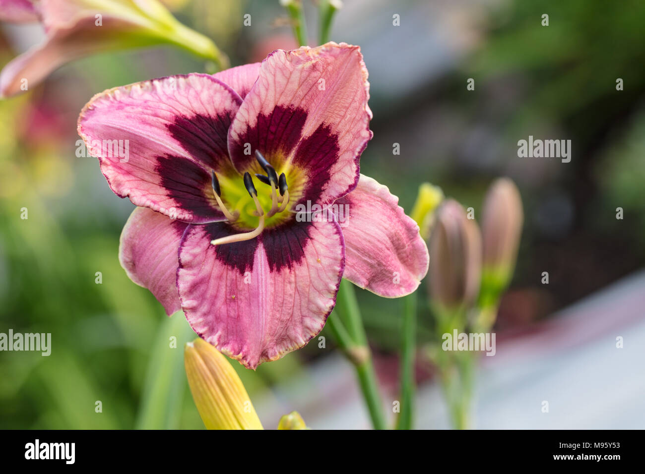 'Mask of Eternity' Daylily, Daglilja (Hemerocallis) Stock Photo