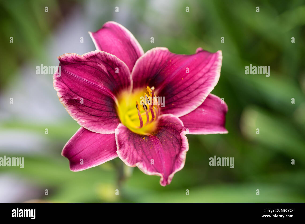 'Little Missy' Daylily, Daglilja (Hemerocallis) Stock Photo