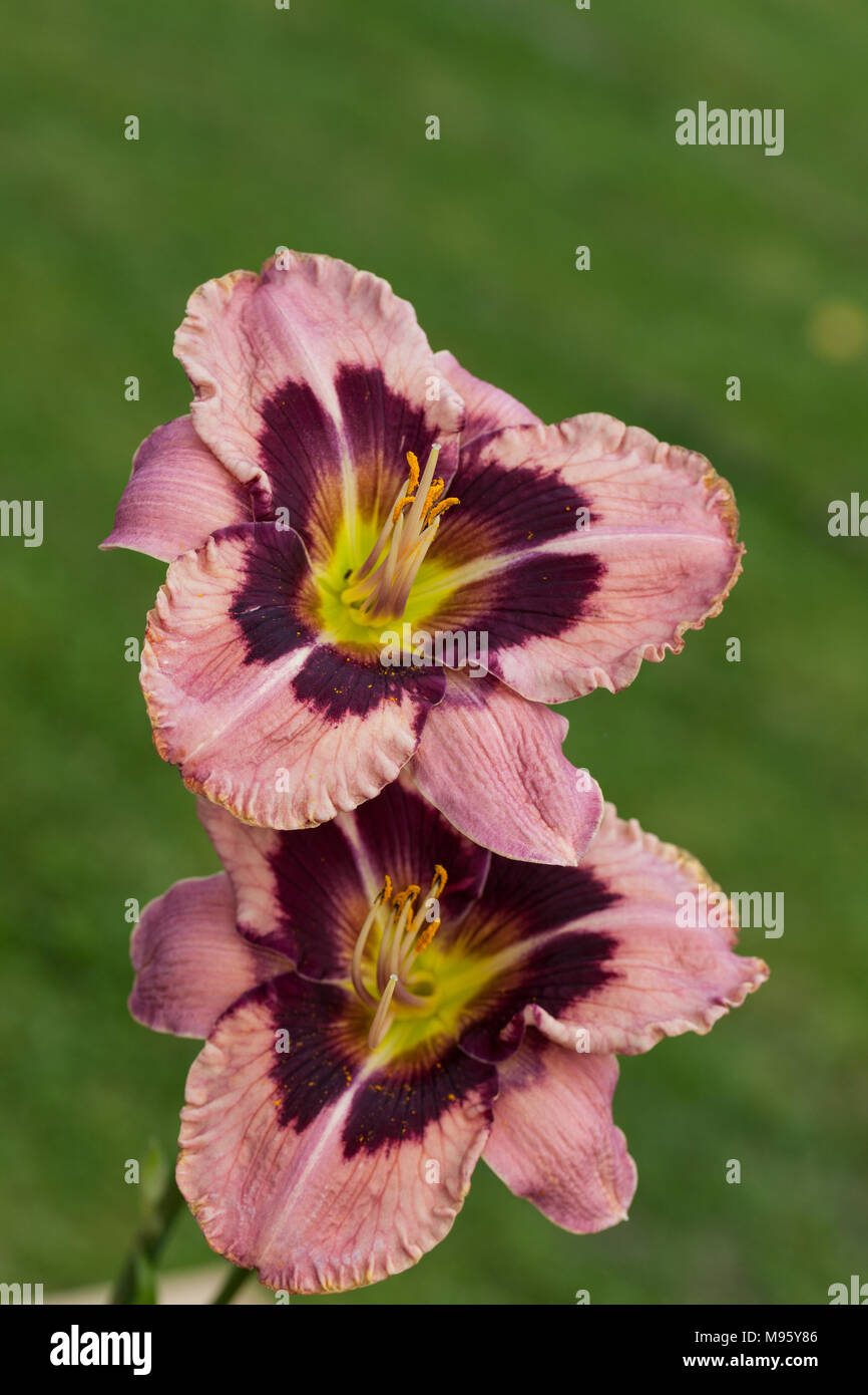 'Mask of Eternity' Daylily, Daglilja (Hemerocallis) Stock Photo