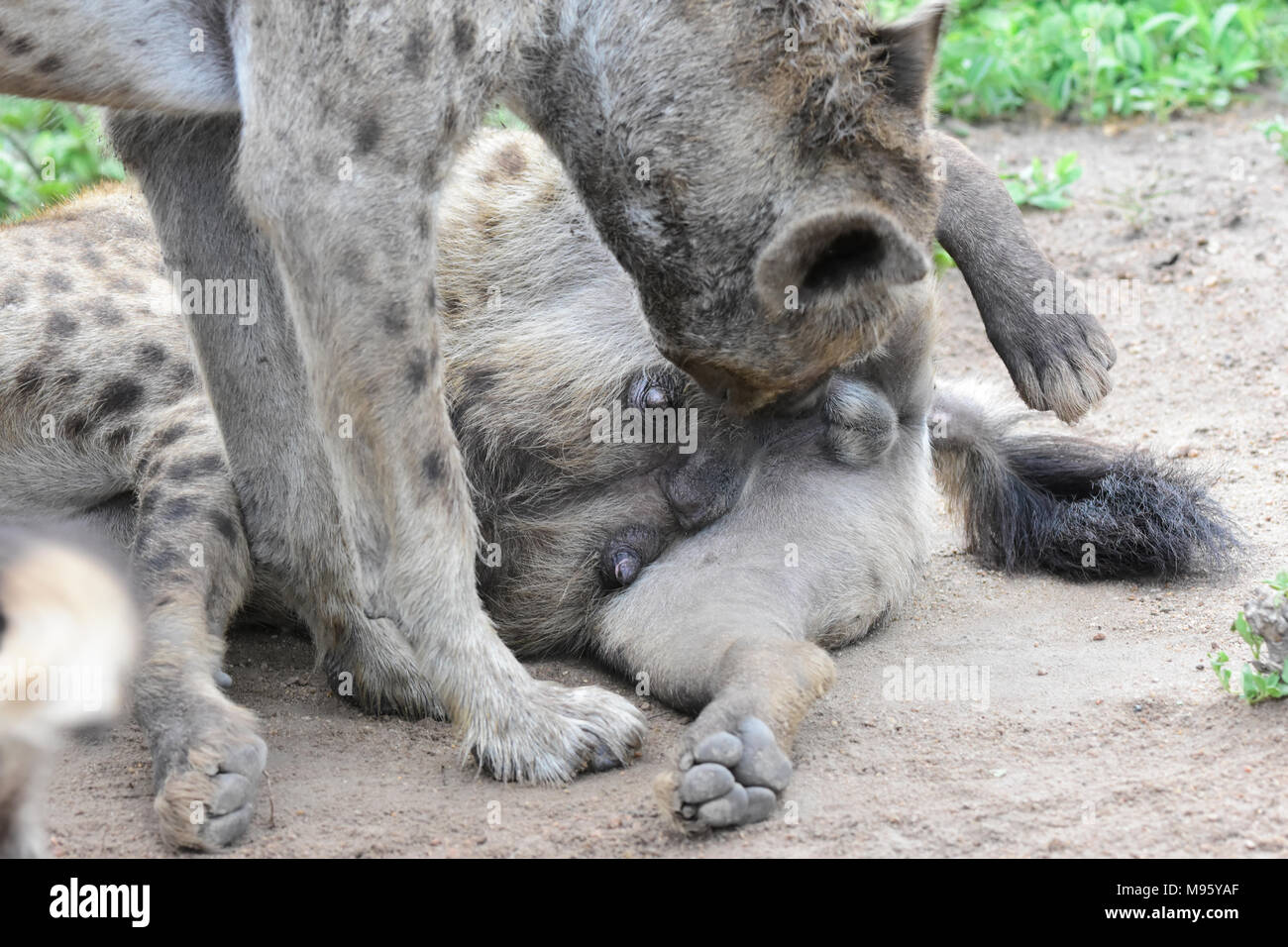 South Africa is a popular tourist destination for its blend of true African and European experiences. Kruger Park. Hyena sniffing  genitals. Stock Photo