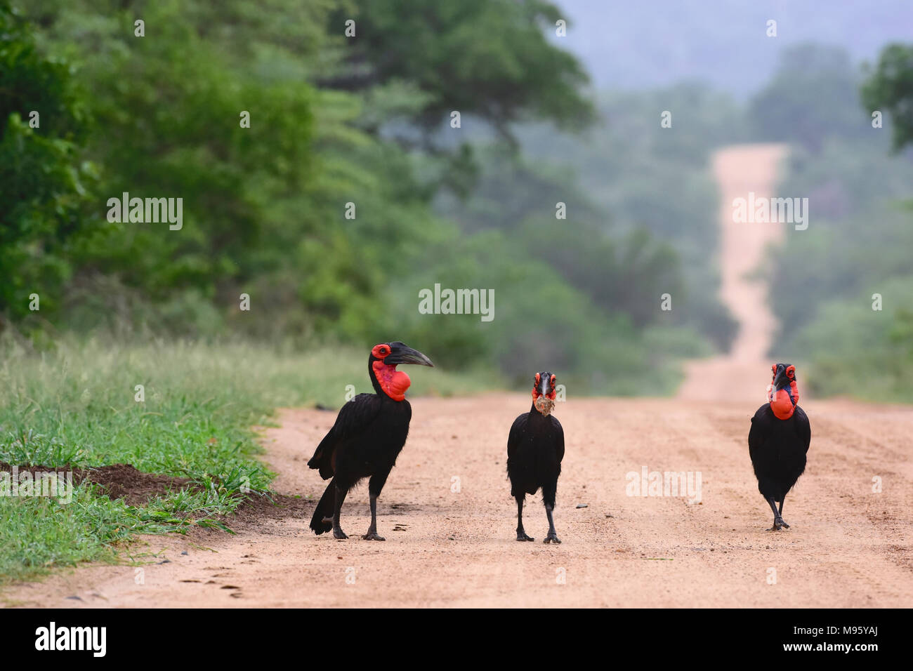 South Africa is a popular tourist destination for its blend of true African and European experiences. Kruger Park. Three ground hornbills in road. Stock Photo