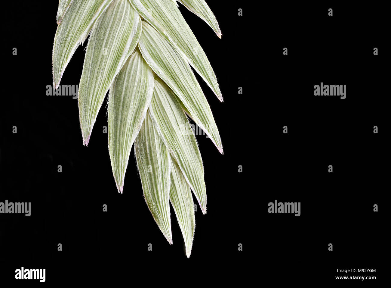 Oats hi res hi-res stock photography and images - Alamy