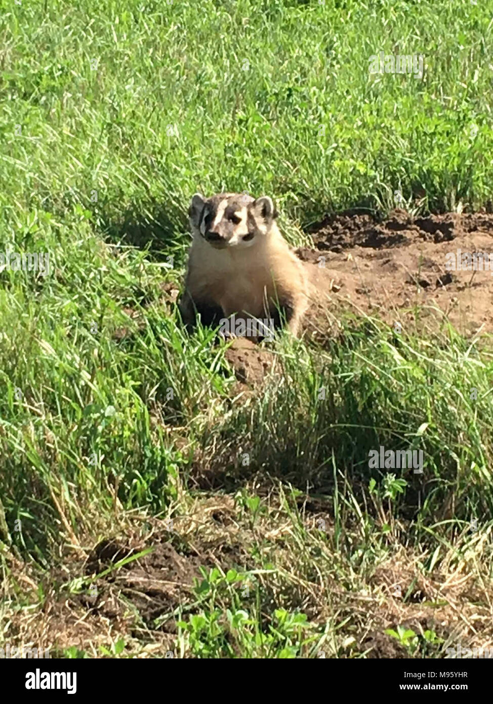 American Badger in Minnesota Stock Photo Alamy