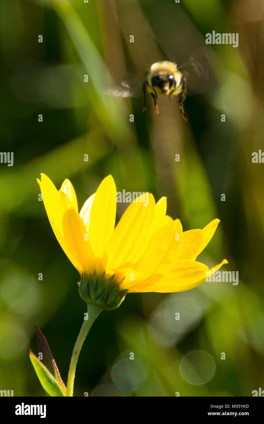 Bumblebee flying to flower Stock Photo