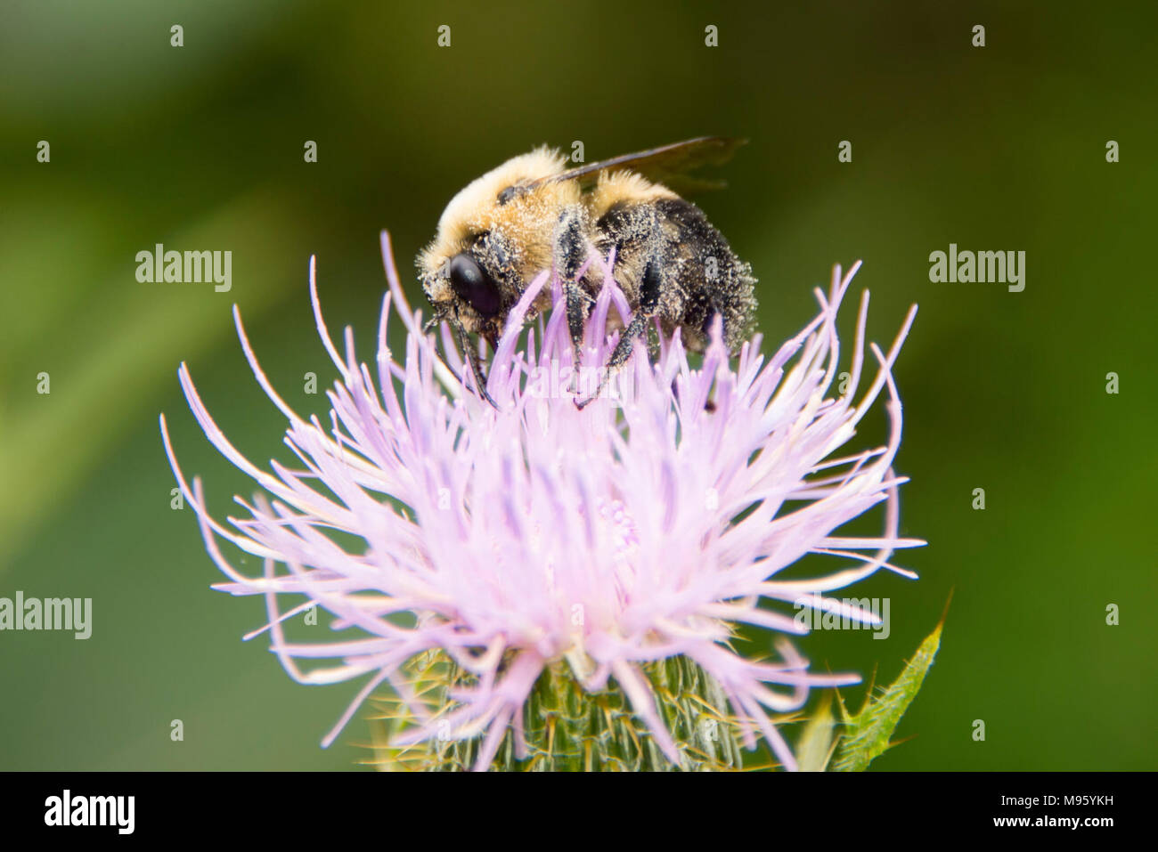 Bumblebee on thistle Stock Photo