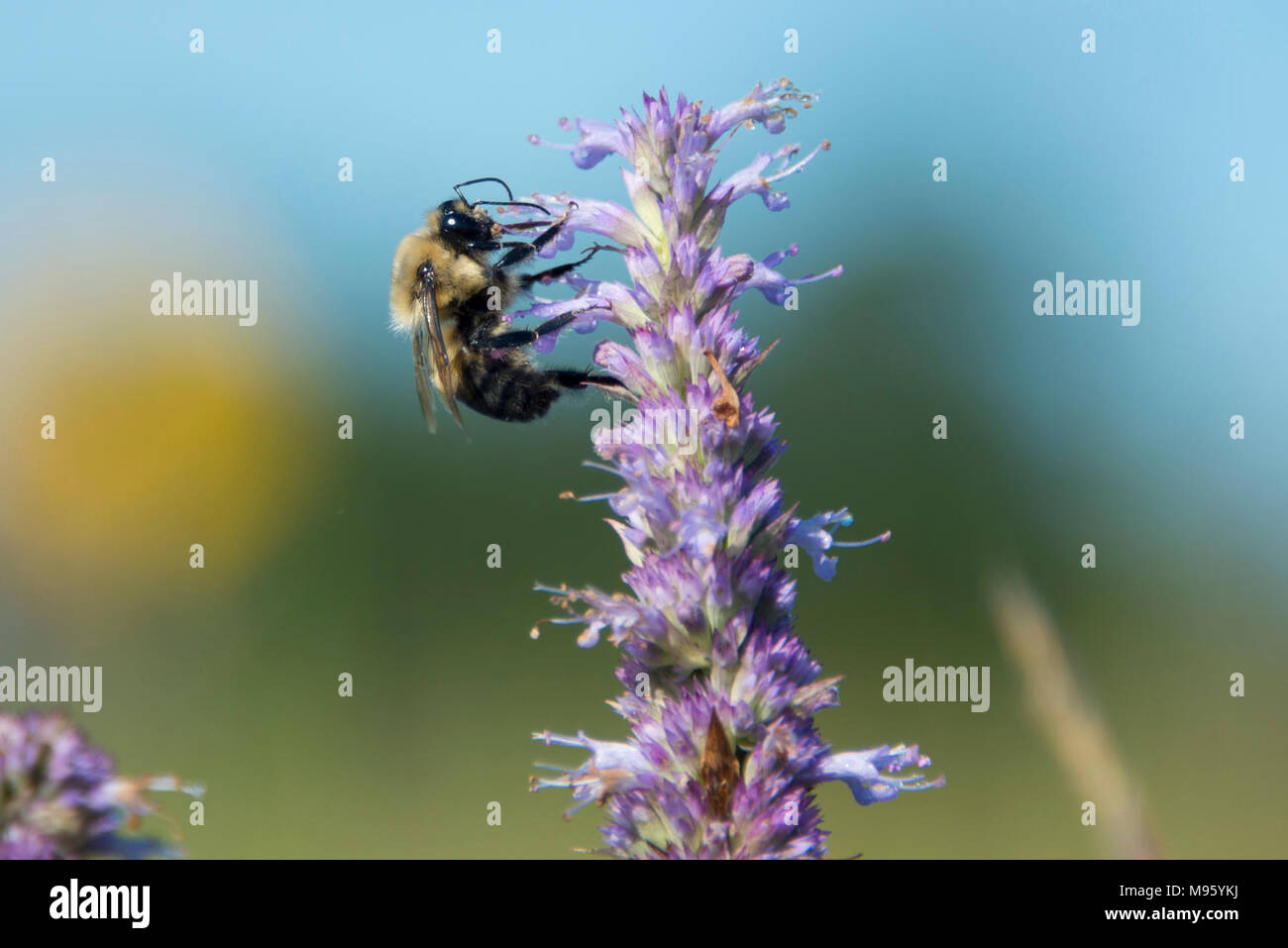Bumblebee pollinating Stock Photo