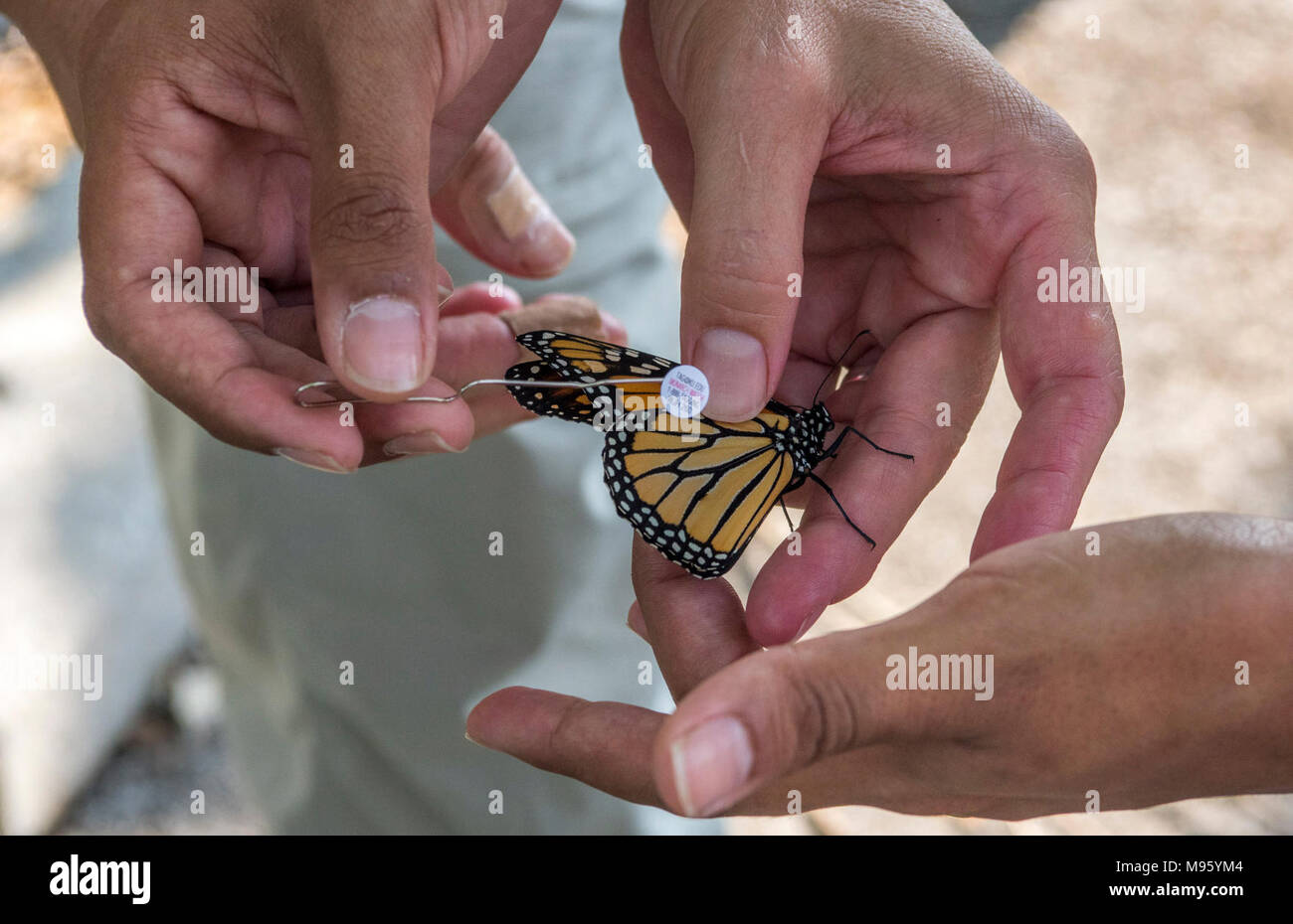 Closeup tagging monarch butterfly Stock Photo Alamy