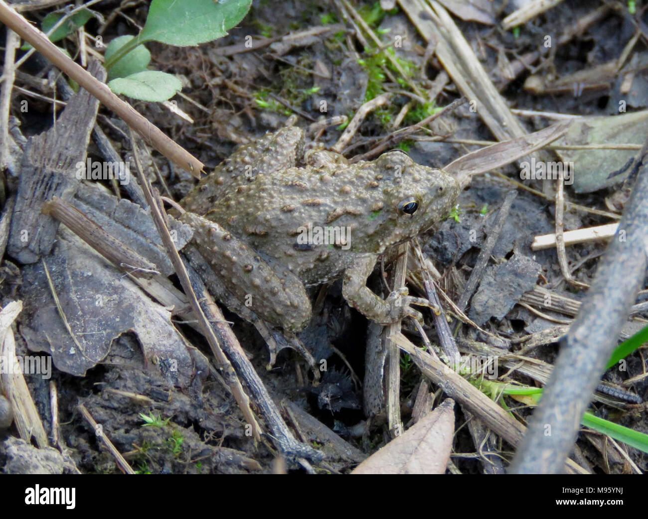 Cricket frog blending in with its surroundings Stock Photo