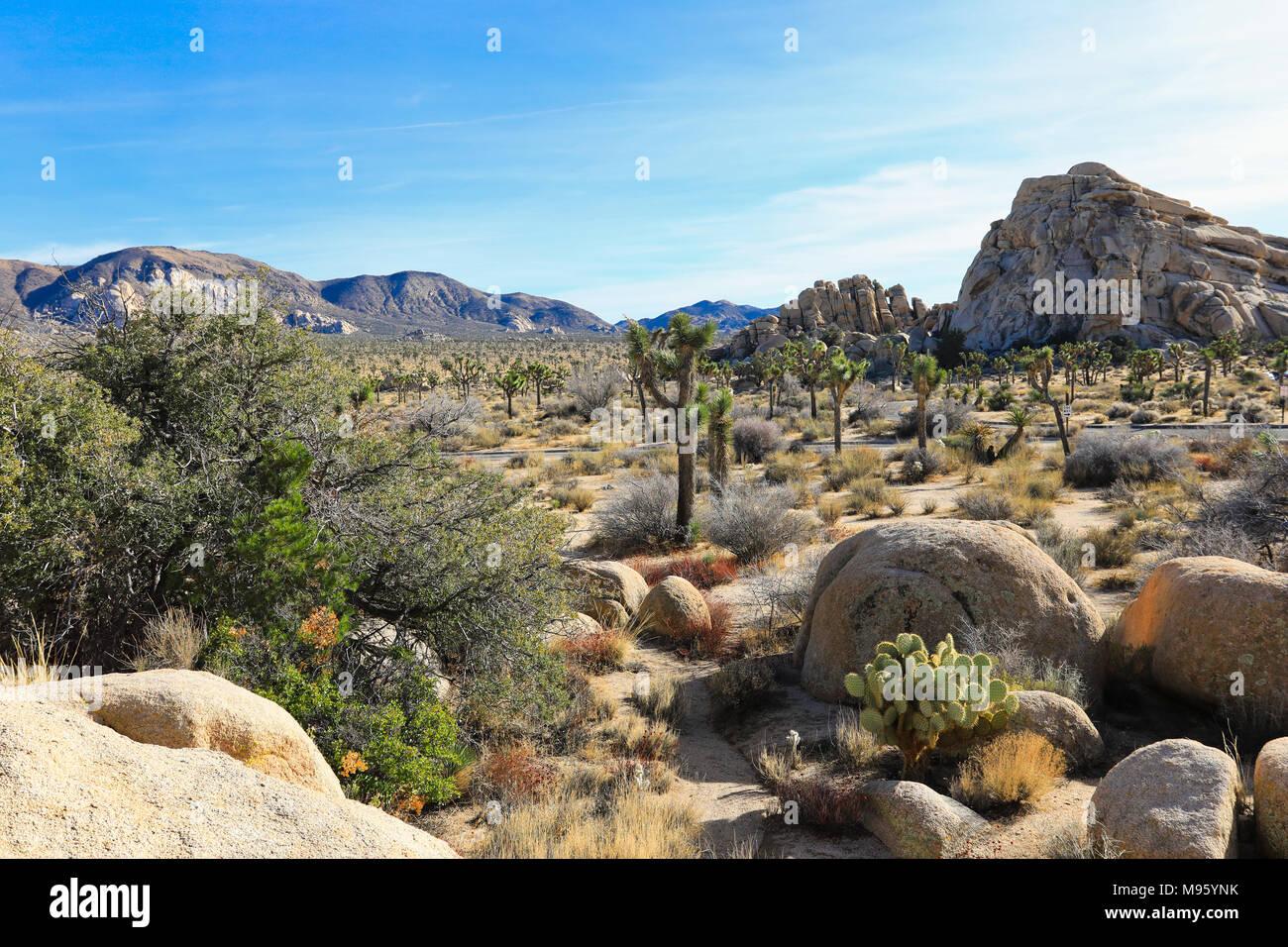 Joshua tree nps hi-res stock photography and images - Alamy