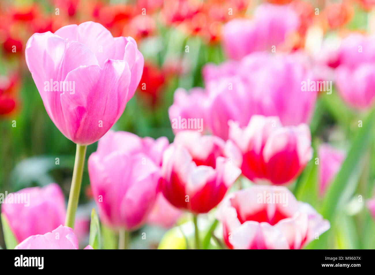 Tulip flower. Beautiful tulips in tulip field with green leaf ...