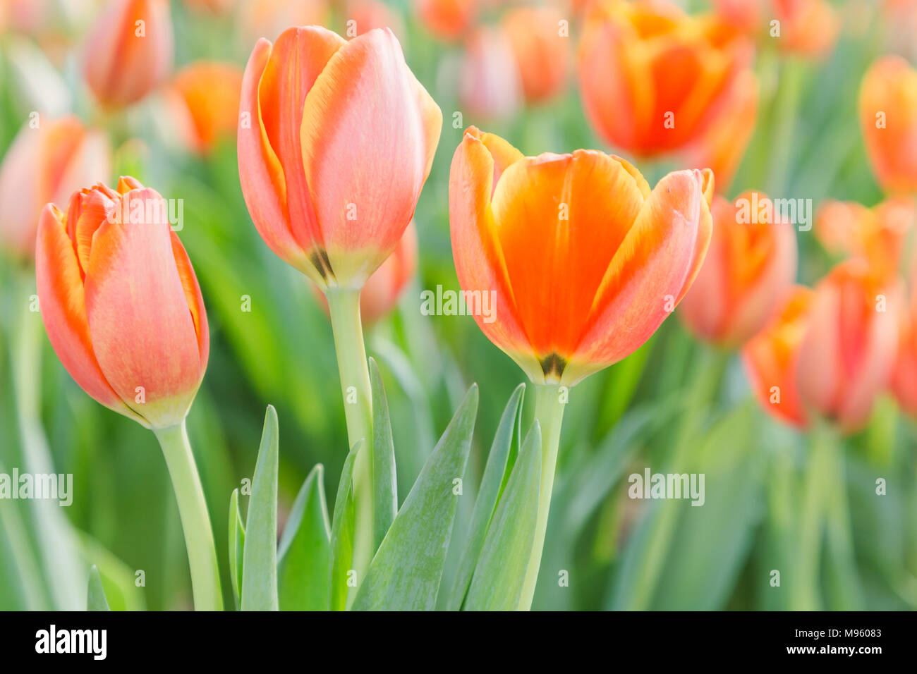 Tulip flower. Beautiful tulips in tulip field with green leaf ...