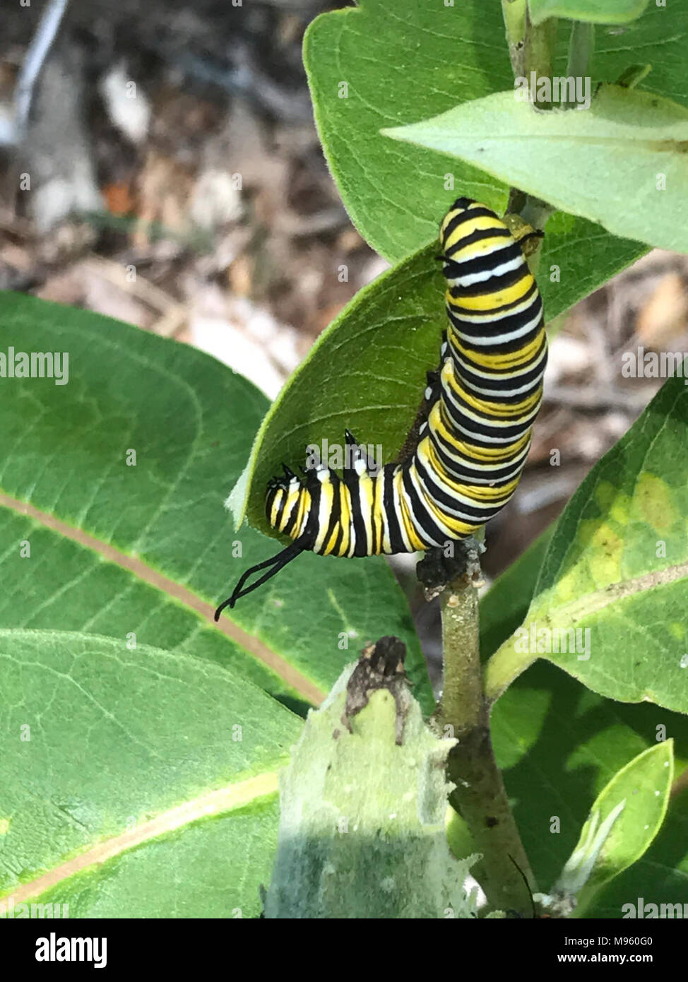 Monarch caterpillar eating Stock Photo Alamy