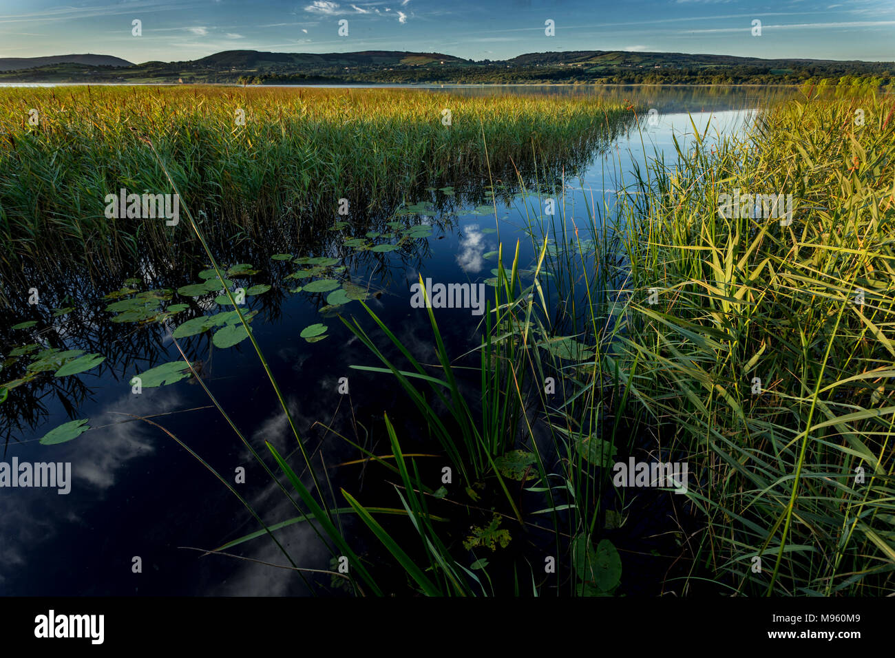Reeds and lily pads on the shore of Lough Derg, Ireland in the morning sun Stock Photo