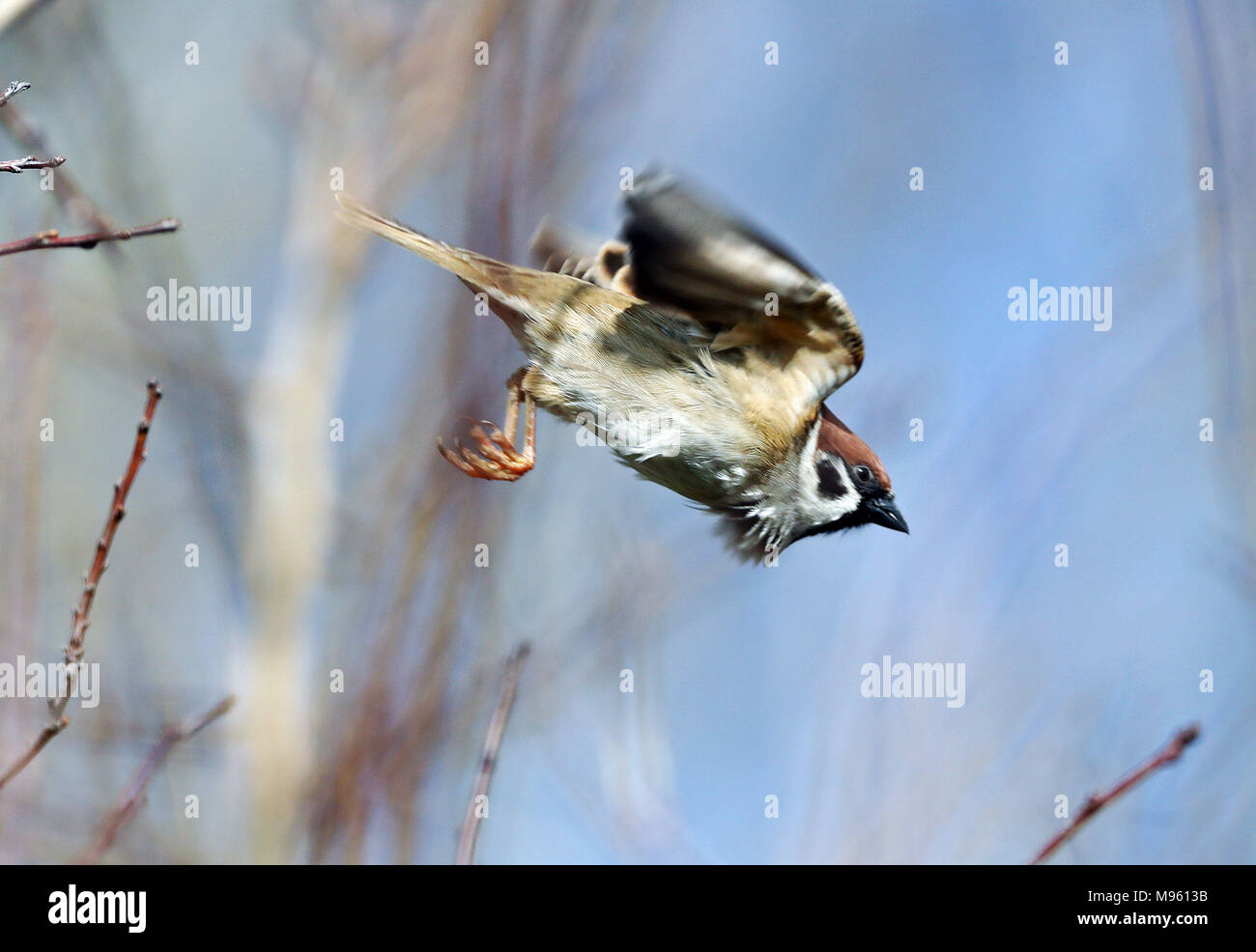 A redlisted tree sparrow at The Leas and Whitburn Coastal Park in