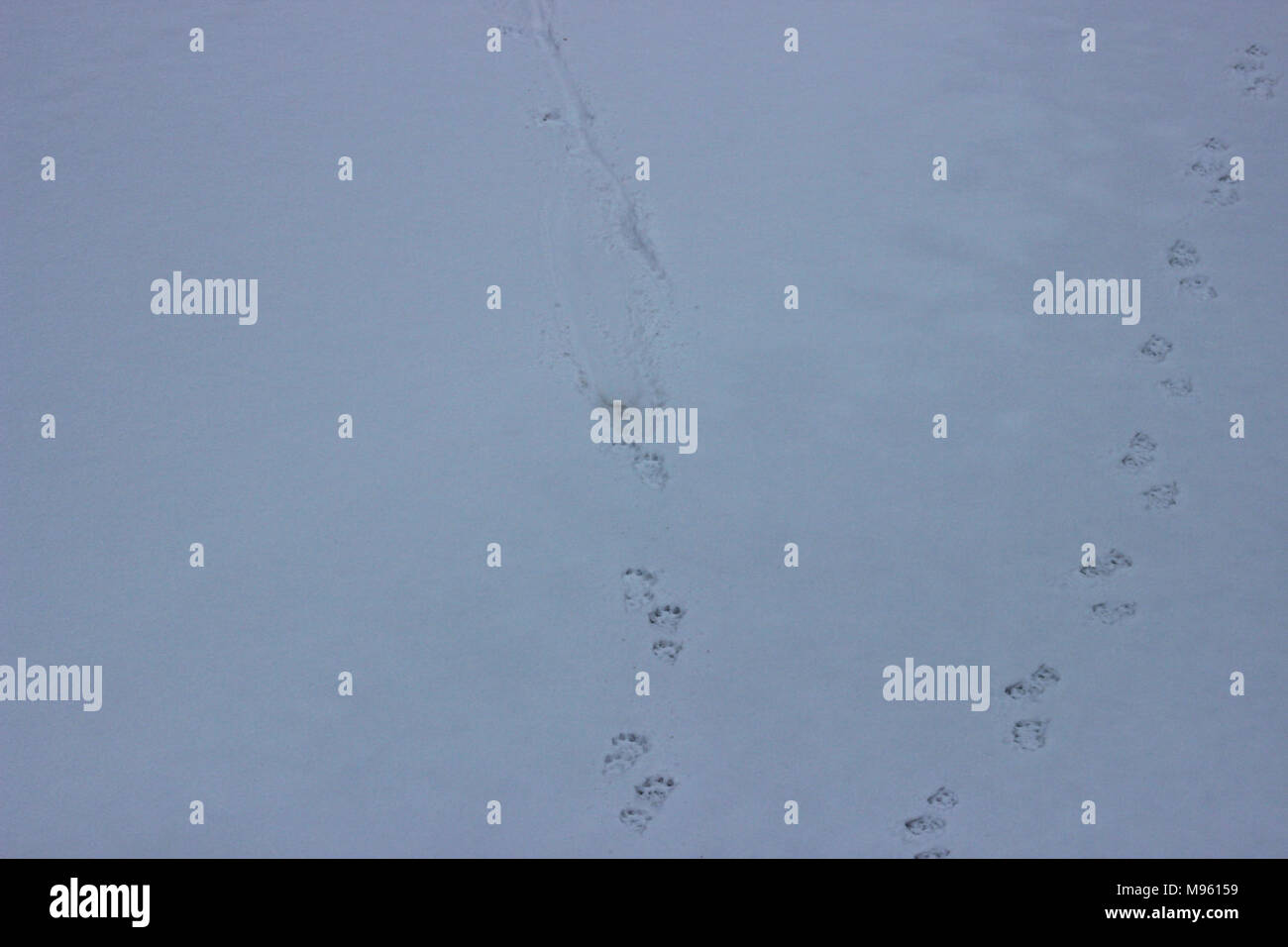 River Otter Tracks Stock Photo - Alamy