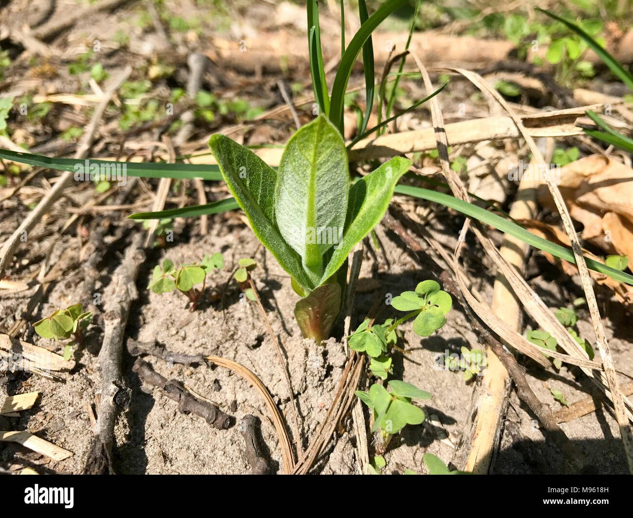 Sprouting Common Milkweed Stock Photo Alamy sprouting-common-milkweed-stock-photo-alamy