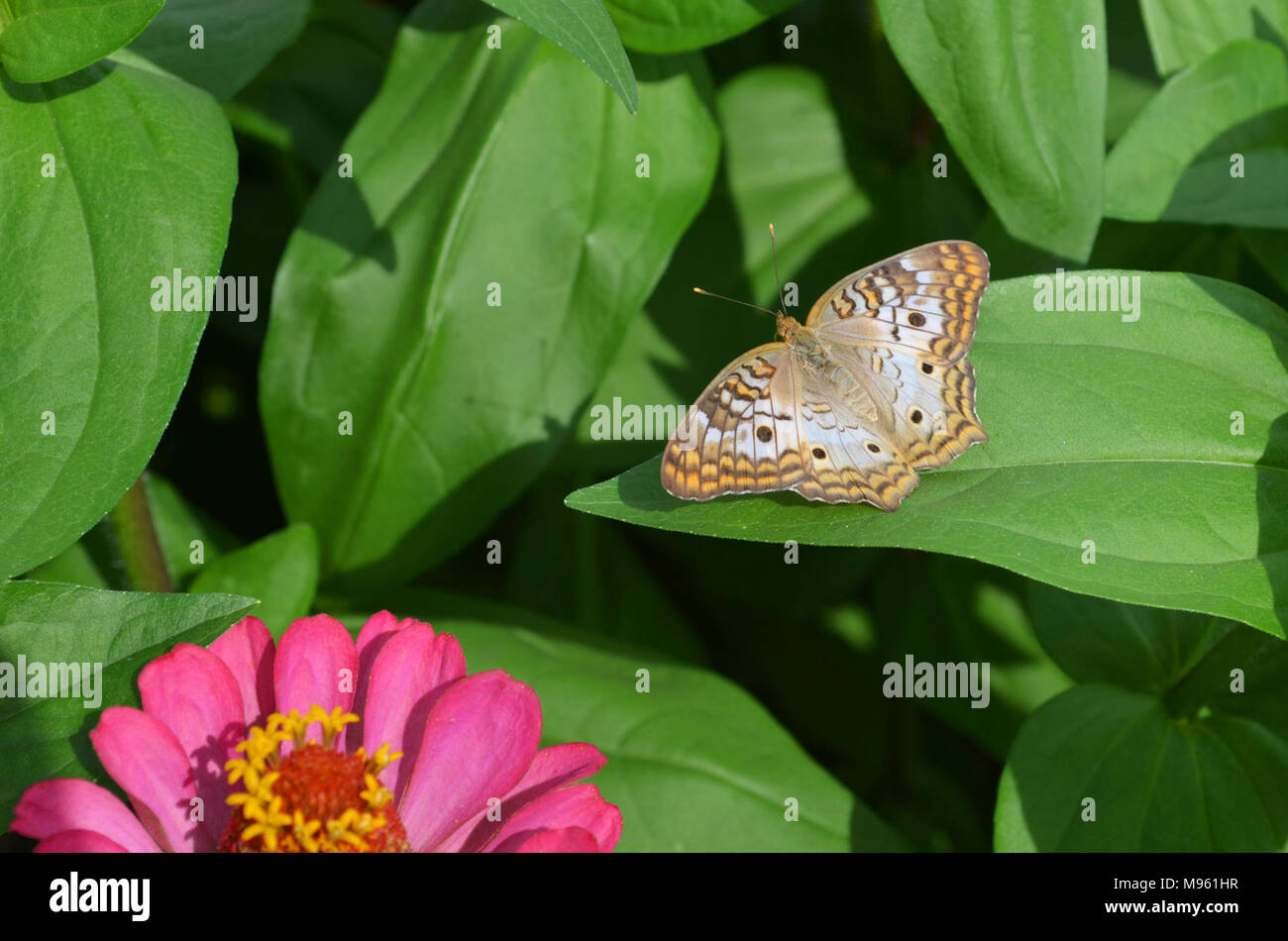 White Peacock Butterfly Stock Photo - Alamy