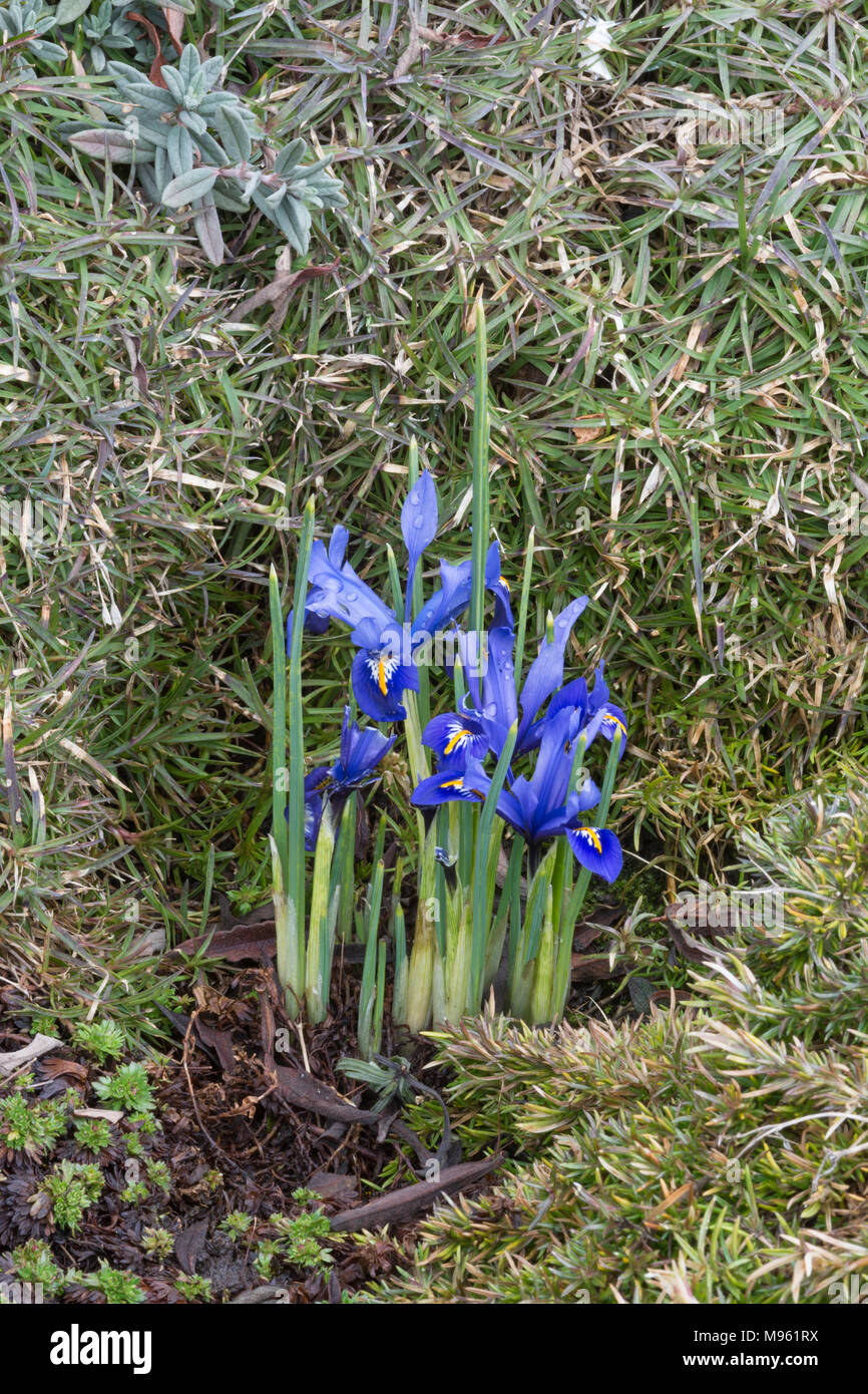 Iris reticulata in a garden Stock Photo Alamy