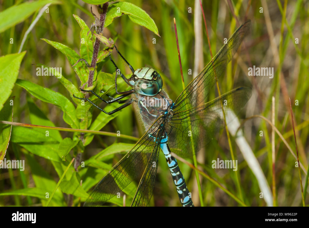 Closeup image of the front of a variable darner dragonfly, Aeshna interrupta,clinging to a plant in the Wagner Bog Natural Area, Alberta, Canada. Stock Photo